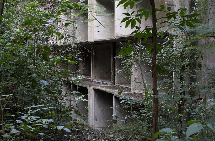 Carolina I , 2017. From in the forest at The Graham Foundation, Chicago © David Hartt